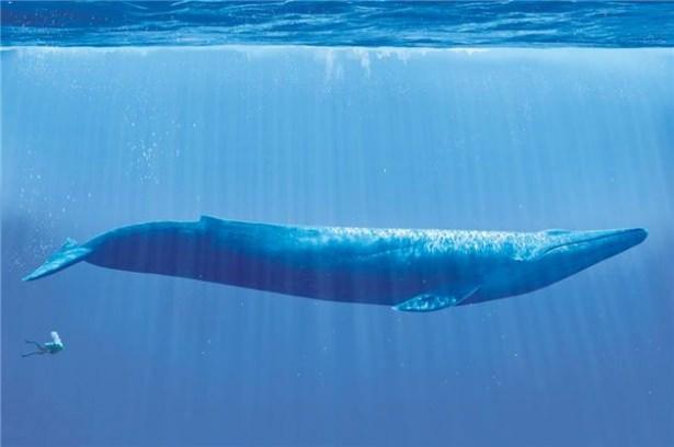 <p>Mavi balinaların ortalama uzunluğu 33 metre</p>
