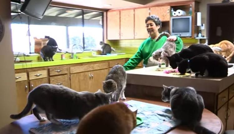 <p>ABD'nin Kaliforniya Eyaleti'nde bir çiftlik evinde yaşayan 68 yaşındaki Lynea Lattanzio, tam 1100 kediye bakıyor. </p>
