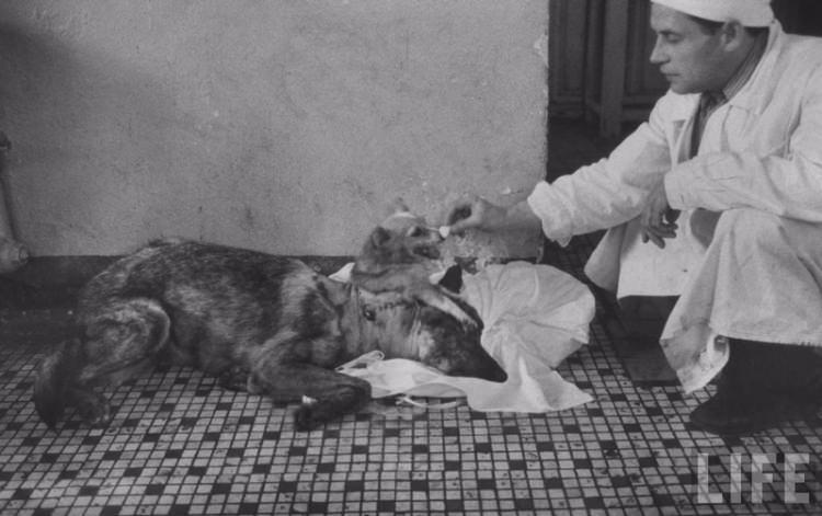 <p>köpekler bir aydan az yaşadı.</p>

<p> </p>
