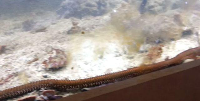 <p>Güçlü çenelere sahip olan bobbit solucanı güçlü bir avcı olmasına karşılık, bitkilerle de beslenebilir. </p>

<p> </p>
