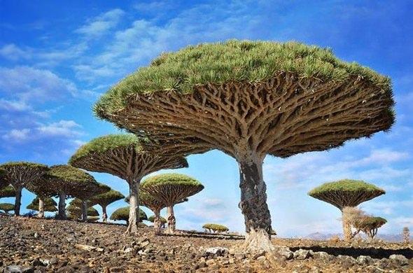 <p>Dragonblood Ağaçları, Yemen</p>
