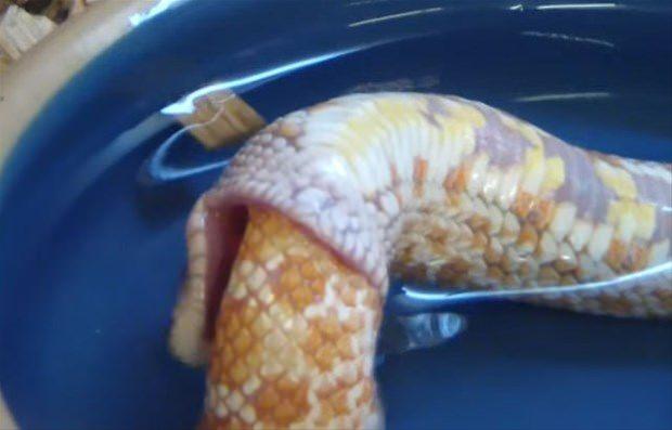 <p>Hognose yılanı olarak bilinen bu tür oldukça pahalı!</p>

<p> </p>
