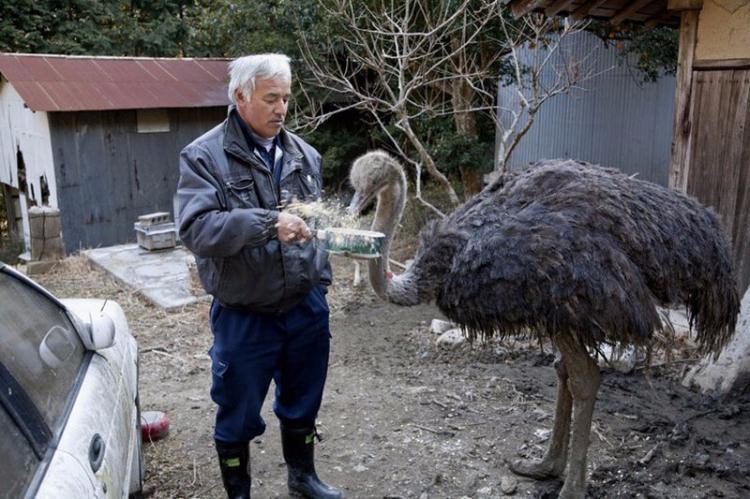<p>2011'de Japonya'yı vuran deprem ve tsunamiden kaynaklanan Fushima nükleer felaketinden sonra Naoto Matsumura istisna bölgede yaşamak üzere ve geride bırakılan hayvanlarla ilgilenebilmek için geri döndü.</p>