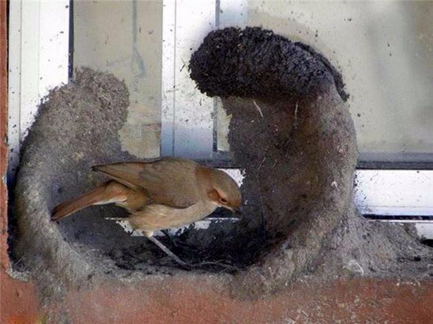 <p>Yuvayı dişi kuş yapar s&ouml;z&uuml;n&uuml;n en g&uuml;zel &ouml;rneği.​</p>
