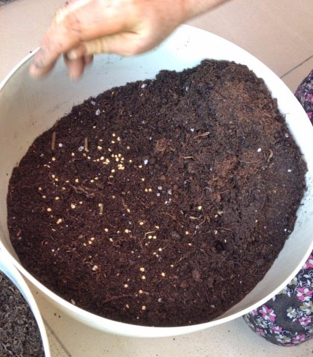 <p>Filizlenen patateslerinizi toprağa dikerseniz  yeniden büyürler.</p>
