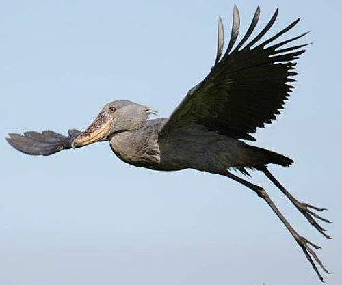 <p>Uçabilen bir kuş olan pabuç gagalının kanat açıklığı 230 ila 260 cm arasında değişiyor.</p>

<p> </p>
