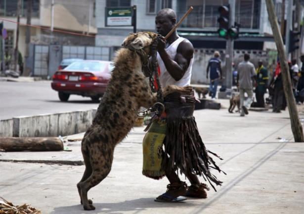 <p>Afrika'da "evcil hayvan" kelimeleri başka bir anlama bürünüyor.</p>

<p> </p>
