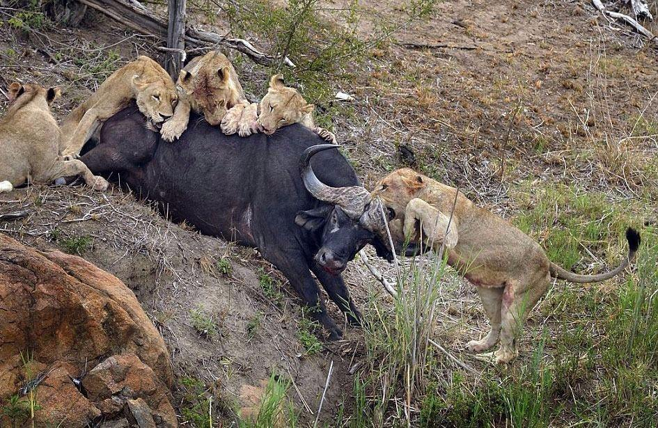 <p>Beş aslan, bir buçuk saat boyunca bufaloyu öldürebilmek için uğraştı.</p>
