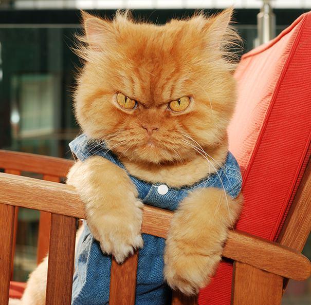 <p>Garfi </p>
