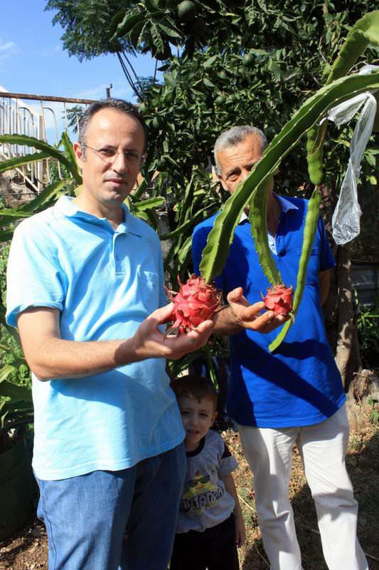 <p>Pitaya’nın diğer tropikal meyvelerden çok daha avantajlı olduğunu kaydeden Tanrıverdi şöyle konuştu:</p>
