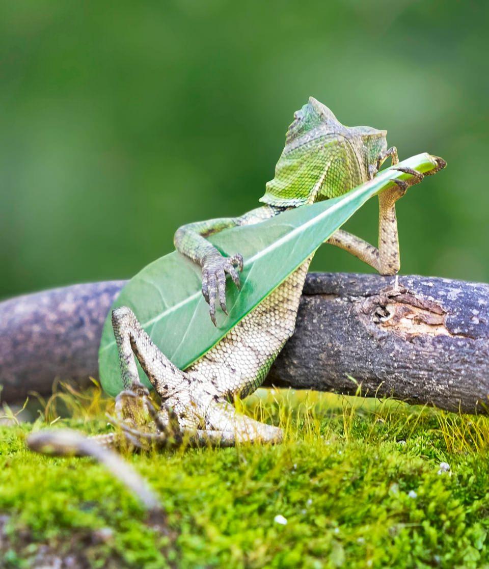 <p>Gitar çalmayı seviyorum</p>
<p> </p>