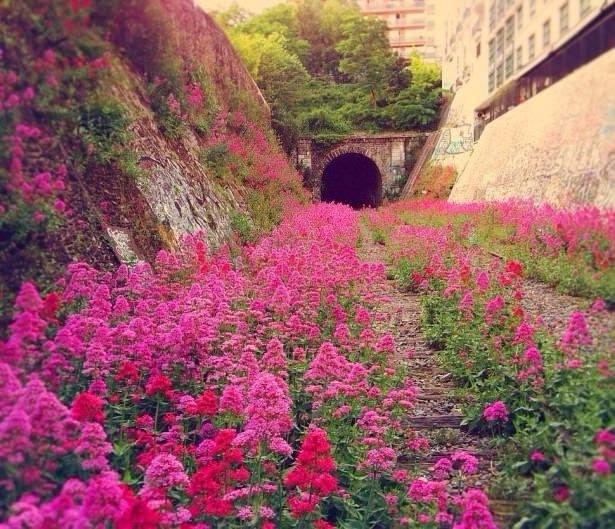 <p>Chemin de fer de Petite Ceinture, Fransa</p>

<p>​</p>
