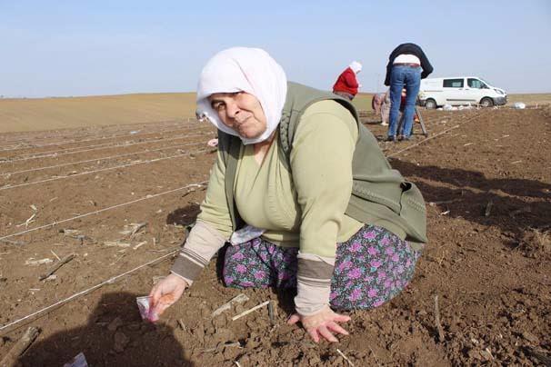 <p>Tekirdağ’da tohum ıslah çalışmaları yürüten bir firmada, tohumların 12 yıl süren ıslah edilme sürecinde en büyük emeği kadın işçiler veriyor.</p>

<p> </p>
