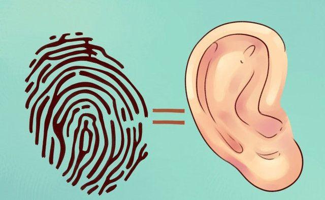 <p>Kulaklarda parmak izin biz büyüdükçe değişmez. Doğduğumuzda kulaklarımız tamamen oluşmuş olur ve değişmez. Bu sebepten kulaklarda parmak izi gibidir.</p>
