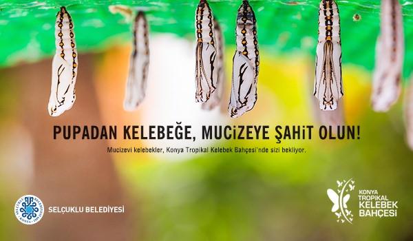 <p>Siz de kelebeklere dokunarak bu mucizeye şahit olmak isterseniz Konya Tropikal Kelebek Bahçesi’ni ziyaret etmelisiniz.</p>