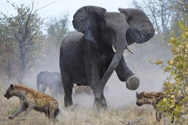 <p>Botswana'da çekilen bu fotoğraflar, tam 18 sırtlanın saldırısına uğrayan yavrusunu kurtarmaya çalışan anne filin dramatik mücadelesini yansıtıyor.</p>

<p> </p>
