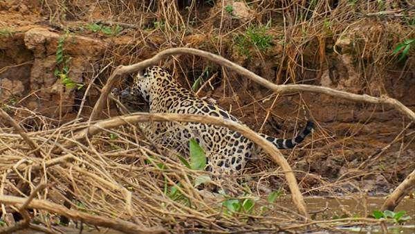 <p>Bir leoparın 3 metrelik bir timsahı avladığı görüntüler şoka uğrattı.</p>

<p> </p>
