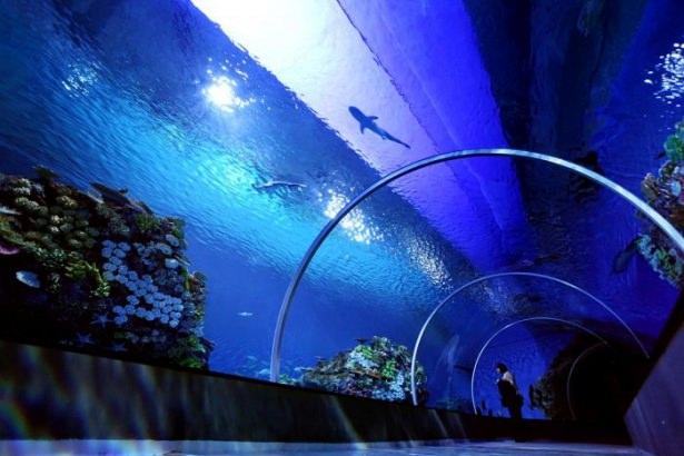 <p>Akvaryumda 20 bin balık çeşidi var. İçinde köpek balıkları bulunan dev akvaryumda 4 milyon litre su var. Akvaryumun inşaatı yaklaşık 700 milyon Kron’a (100 milyon Euro) mal oldu. Önceki akvaryum çok eskiydi ve küçüktü o nedenle bu yapı inşa edildi.</p>
