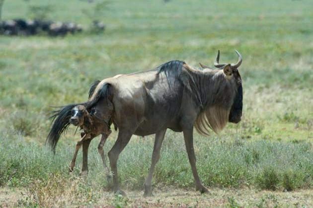 <p>Tanzanya'da Serengeti Ulusal Parkında bir antilop doğum yaptı. Fakat doğum yaptığı bölge onları dört gözle bekleyen Çitaların bölgesiydi. </p>

