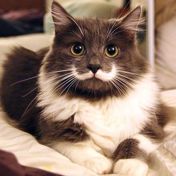 <p>Hamilton Hipster</p>
