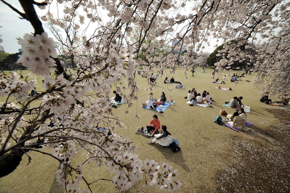 <p>Japonlar baharın gelişini sembolize eden Japonya'daki kiraz çiçeklerinin açmasını geleneksel piknikle kutladı. Aile ve arkadaşları ile Shinjuku Park'ta bir araya gelen Japonlar ve turistler keyifli vakit geçirdi. </p>
