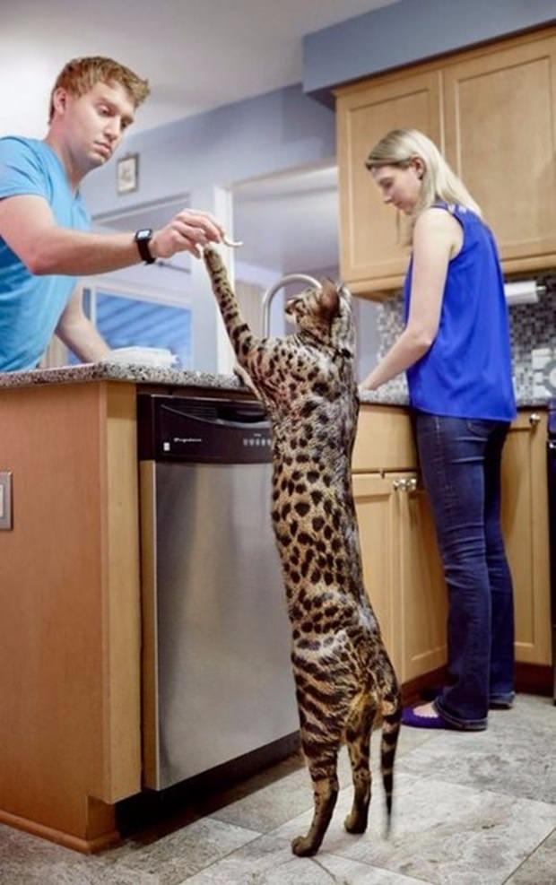 <p>Dünyanın en uzun kedisi Arcturus. 48.4 cm uzunluğunda ve 13 kilo ağırlığında. O kadar uzun ki, yemeğini masaya uzanıp yiyebiliyor.</p>