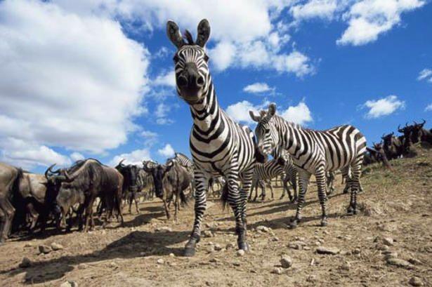 <p>Fotoğraflar Tanzanya'daki Serengeti Milli Parkı'yla Kenya'daki Masai Mara rezerv bölgesi ve Nakuru Gölü Milli Parkı'nda çekildi.</p>

<p> </p>
