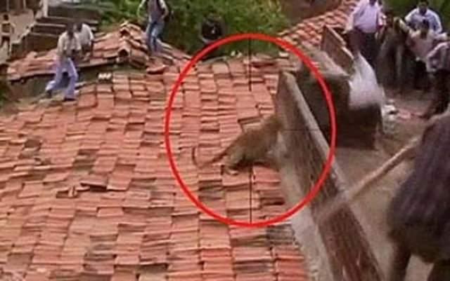 <p>Leopar saldırısı nedeniyle en az beş kişi çeşitli yerlerinden yaralanırken, halk korkuyla uzun bir süre evlerine kapandı.</p>
<p> </p>