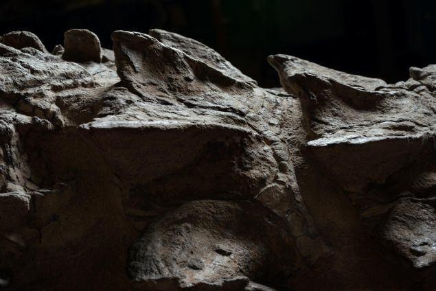 <p>110 milyon yıllık bu 'nodosaur' fosili, bugün Kanada Royal Tyrrell Paleontoloji Müzesi'nde meraklı ziyaretçilerini bekliyor. Kemiklerin ilginç bir bulunma hikayesi de var. National Geographic dergisinde yer alan habere göre olay, 21 Mart 2011'de Alberta eyaletindeki Millennium madeninde gerçekleşti.</p>

<p> </p>
