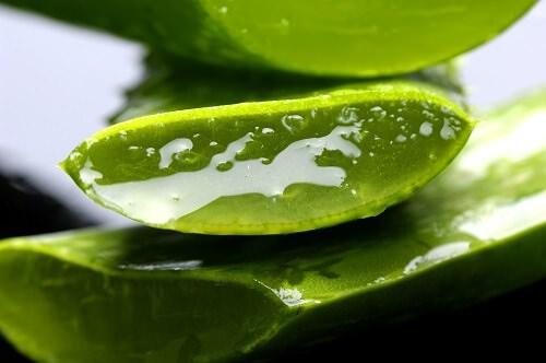 <p><strong>9- Aloe Vera</strong><br />
<br />
Aloe Vera jelinin içerisine 1 tatlı kaşığı bal karıştırın. 10 dakika yüzünüze karışımı uyguladıktan sonra ılık su ile yıkayın</p>