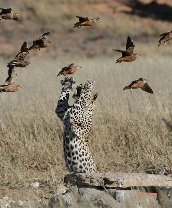 <p>Bu durumu farketmeyen kuşlar ise yörüngelerini değiştirmeden uçmaya devam ediyor ve o an geliyor. Leopar abi bir sıçrama ile kuşların arasına dalıyor ve bir kuşu pençelerinin arasına alıyor. Bu onun için belki de bir aparatif yemek olsa gerek...</p>
