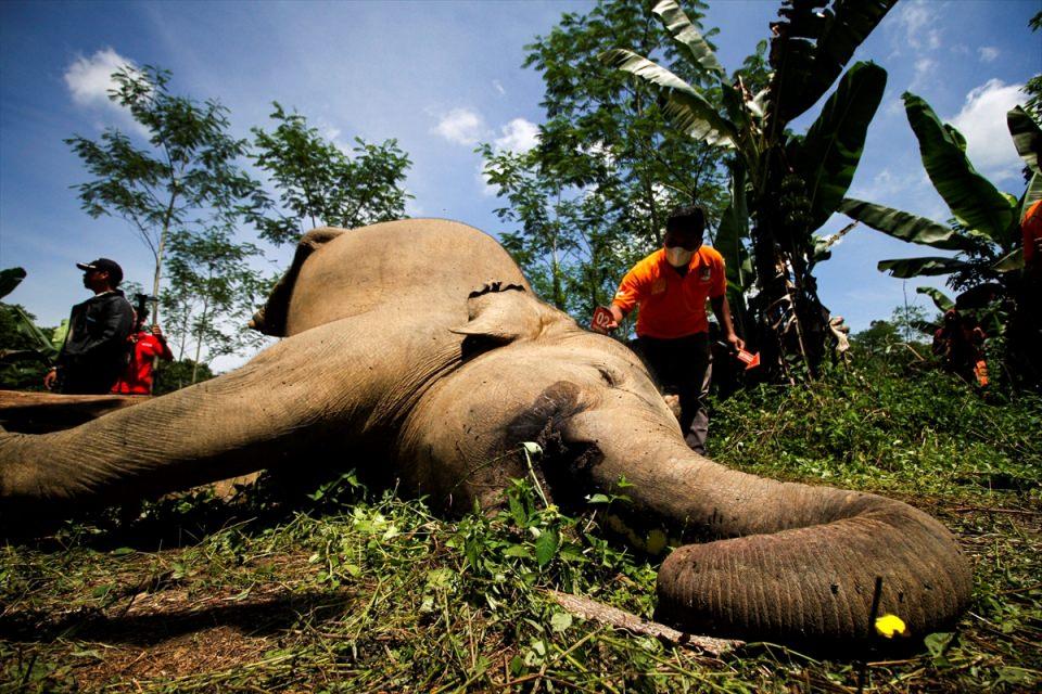 <p>Toplamda 1,700 tane bulunan Sumatra fili nesli, fil dişi üretimi için avlanmadan ve zararlı böceklerden dolayı tükenme tehlikesiyle karşı karşıya kaldı.</p>
