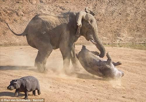 <p>Anne kendisini feda ederek filin altında ezilmeye razı geldi. Böylece yavruya kaçması için zaman kazandırmış oldu" dedi.</p>

<p> </p>
