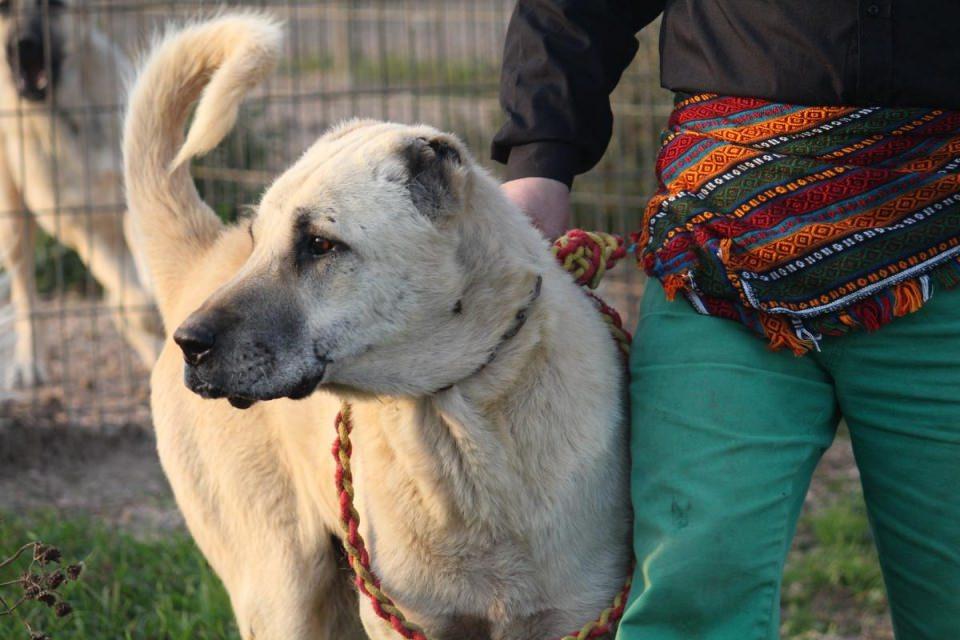 <p>Yani orada doğal yaşamı Türk çoban köpekleri koruyor. Dünyanın en çok tanınan soyu olma yolunda hızla ilerliyorlar. Bugüne kadar Kanada, Rusya, İsviçre, Moğolistan ve Namibya'ya gönderdik. Kanada ve Moğolistan'da hayvan sürülerine kurtlar çok zarar veriyordu.</p>