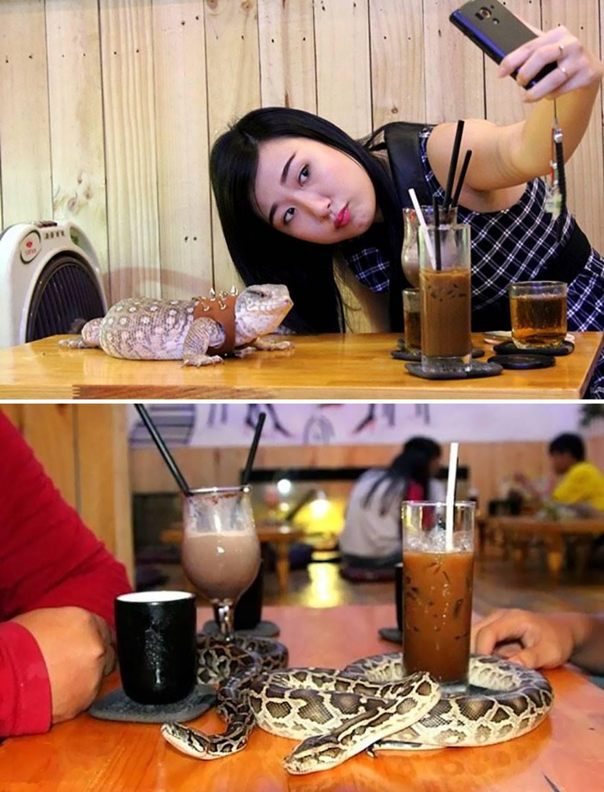 <p>Vietnam'da bulunan Phu Nhuan's Cafe Babo'da işler biraz karışık. Çünkü masanızın üstüne her an dev bir sürüngen tırmanabilir, veya kupanızın çevresine dolanmış bir yılanla arkadaşlık etmek durumunda kalabilirsiniz. Konsept bu! Biraz cesaret...</p>

<p> </p>
