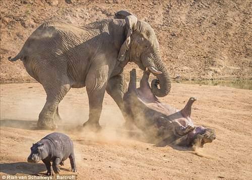 <p>Fotoğrafçı Schalkwyk, anne su aygırının filin hışmından kurtulduğunu ve canını kurtardığını söyledi.</p>
<p> </p>