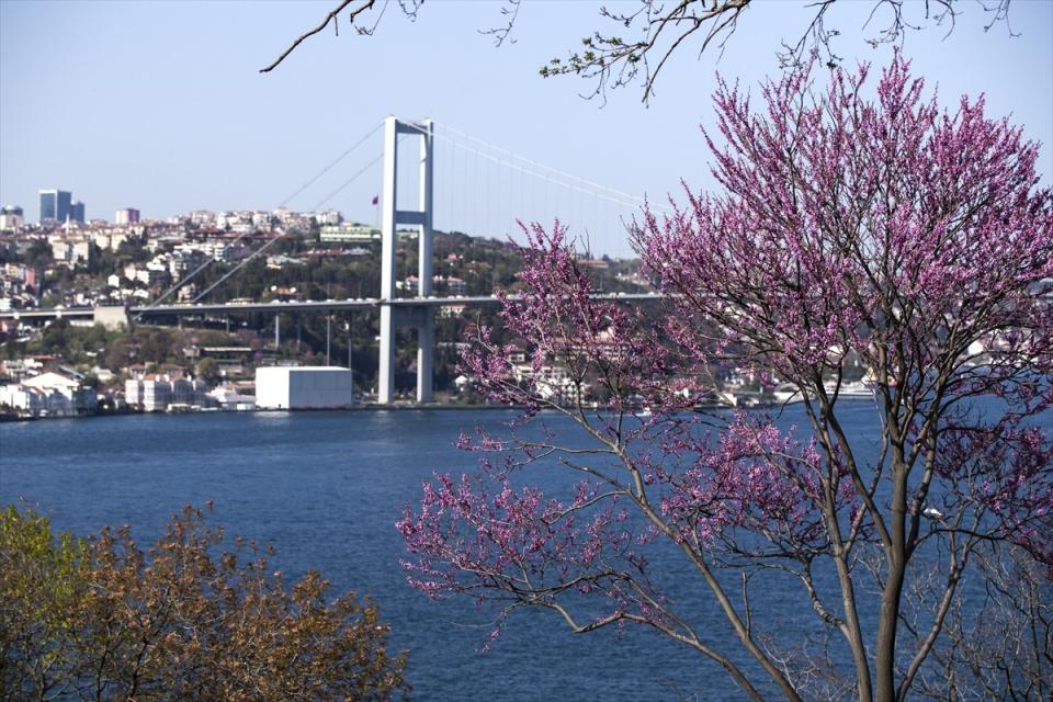 <p> Edip Cansever'in "Sevginin çoğul oğlu/Senin ülkende yalnız bütün özlemler/Bilirim yalnız orada, içtenlik, erinç, coşku/Bayrağındaki bir tek çiçekli dalla/Orada uçsuz bucaksız/Olanca görkemiyle bir erguvan imparatorluğu" dizelerinde yer alan erguvanlar kenti süslemeye başladı.</p>
