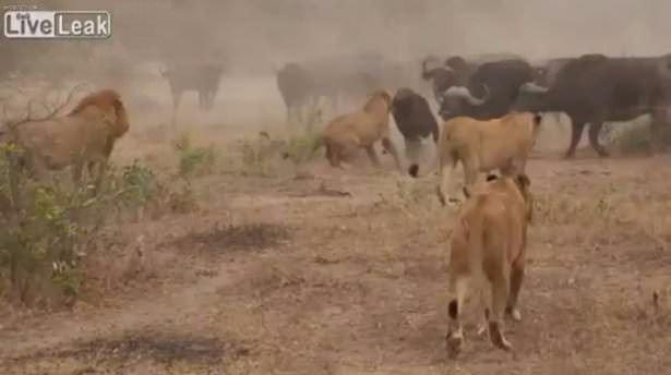 <p>Afrika'da çekilen bu görüntülerde bufalo sürüsünün peşine düşen aslanlar, aralarından birinin peşine düşüp onu öldürüyor...</p>

<p> </p>
