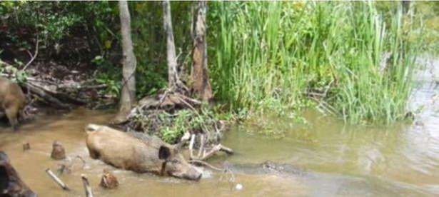 <p>Domuzlara yiyecek atan turistler, hayvanları bataklığın diğer köşesindeki timsaha yaklaştırdı.</p>

<p> </p>
