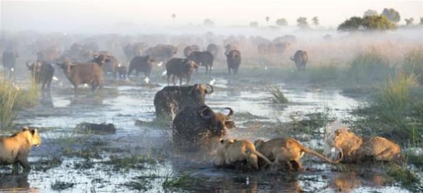 <p>Amansız mücadele Güney Afrika Botsvana'daki Okavango Deltası'nda çekildi.</p>
