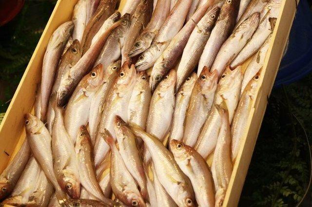 <p>6- Yaşlanmayan beyin için: Düzenli omega 3 bakımından zengin balık tüketenlerin, beyin yaşlanması daha yavaş olmaktadır. </p>
