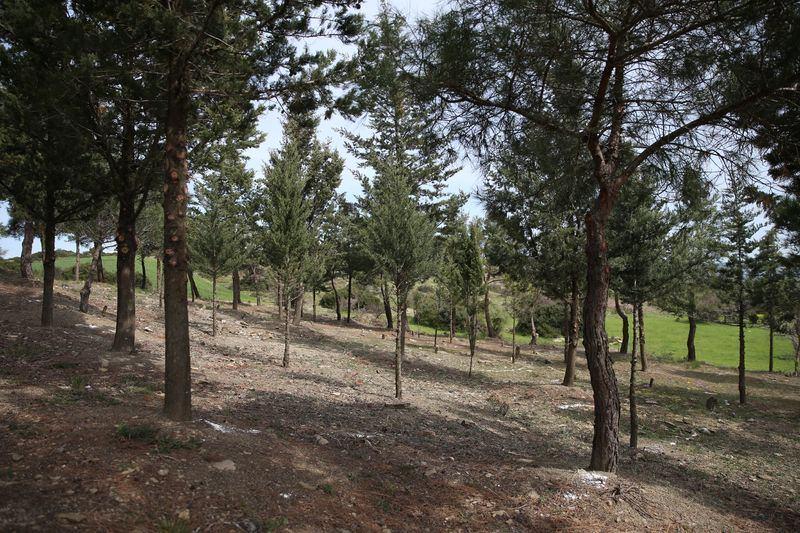 <p>Sayılır, 15 yıldır Çanakkale üzerine çalışmalar yaptığına da değinerek, "57'nci Alay Şehitliği'nin, Akbaş Şehitliği'nin yapımında tarih danışmanı olarak bulundum. Yıllardır şehitliklerin çoğunda emeğimiz vardır. Yaklaşık bir yıldır da bu şehitlikle uğraşıyorum. Sadece tarihle ilgili değil tüm çalışmalarıyla da ilgileniyorum" dedi.</p>
<p> </p>