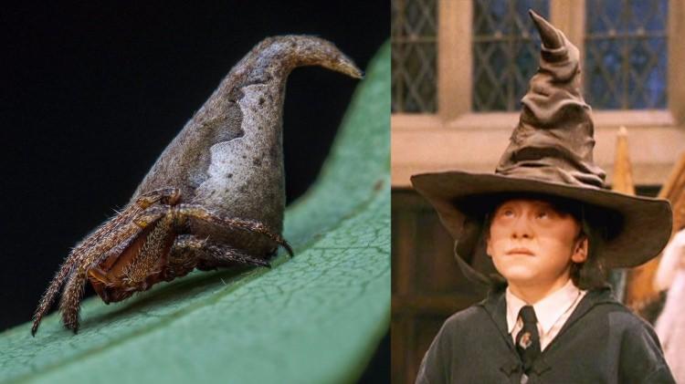 <p>Bilim adamları Harry Potter'da ki seçici şapkaya benzeyen bir örümcek türü keşfetmiştir. Ve ismine Eriovicia Gryffindori koymuştur.</p>