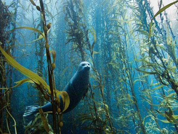 <p>California yakınlarındaki bir fok balığının su altındaki deniz yosunu ormanında yüzmesi.</p>
