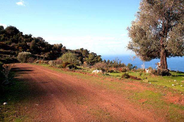 <p>Faralya</p>

