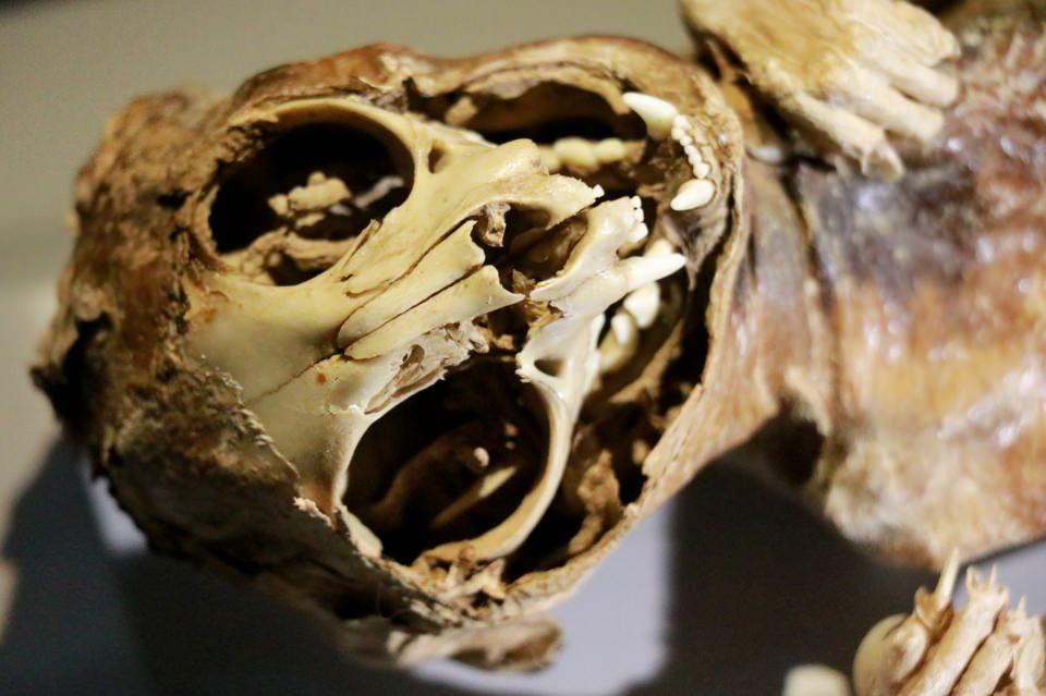 <p>İnsana olan saygıdan mumyalama tekniğinin ortaya çıkarıldığını belirten Müze Müdürü Altın, "Mumyacılık Aksaray ilinde Türkiye Cumhuriyetindeki müzeler içerisinde tek mumya bölümü olan müzemiz Aksaray Müzesidir.</p>
