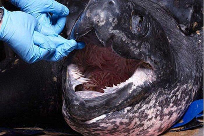 <p>Bu ağız 'Leatherback Kaplumbağası'nın</p>

<p> </p>
