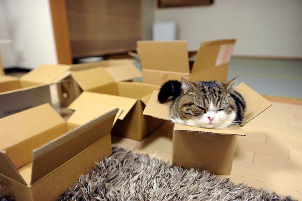 <p>Maru ve kutuları</p>
