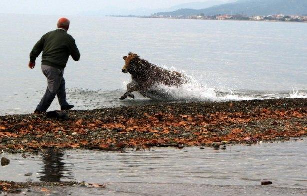 <p>Çanakkale'nin Ayvacık İlçesine bağlı Küçükkuyu Beldesinde ipini kopararak denize giren ve uzun süre yüzdükten sonra kıyıya çıkan kurbanlık dana, belediye ekiplerince uyuşturucu iğne ile etkisiz hale getirildi. </p>
