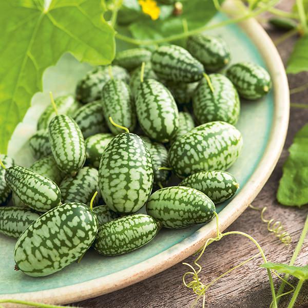 <p><strong>Cucamelon nasıl ekilir?</strong></p>
